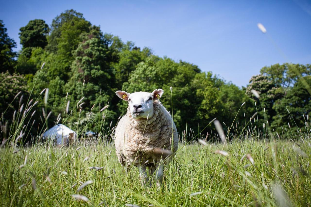 Rock Farm Slane - Glamping Hotel Cameră foto